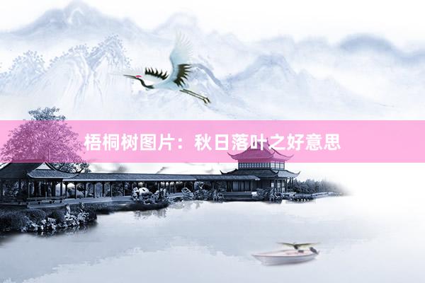 梧桐树图片：秋日落叶之好意思